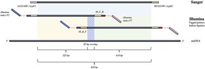 The Challenge of DNA Barcoding Saproxylic Beetles in Natural History Collections—Exploring the Potential of Parallel Multiplex Sequencing With Illumina MiSeq